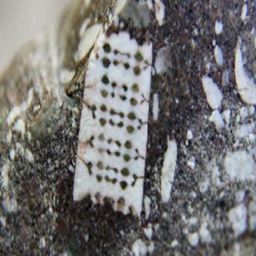 Microchip de 250 milhões de anos é encontrado na Rússia