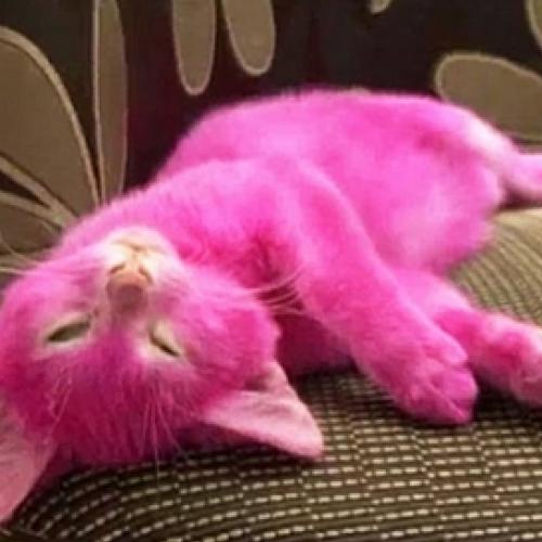 Gato morre após ser tingido com tinta de cabelo 