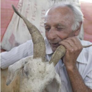 Casamento estranho entre cabra e um homen.