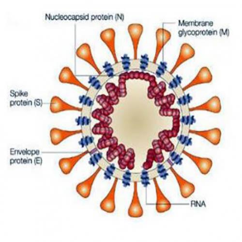 O que a pandemia do Corona vírus (Covid-19) nos ensina