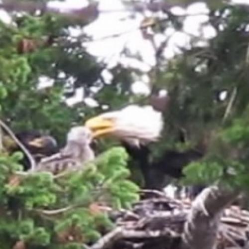 Esta águia levou um filhote de falcão para seu ninho e em vez de comê-