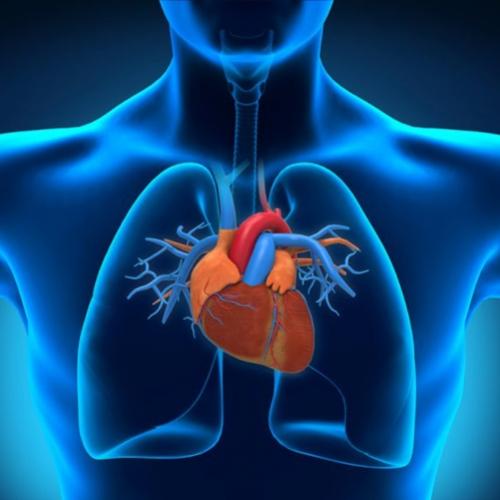 Cientistas apontam que o Coração pensa e irradia