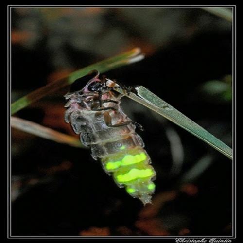 Vagalume: são insetos capazes de emitir luz naturalmente
