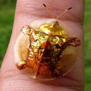 Conheça o incrível besouro de ouro.
