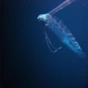 Serpente das profundezas é fotografada no golfo do méxico