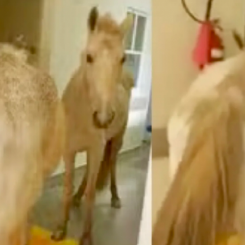 Cavalos invadem hospital e assustam funcionários e pacientes