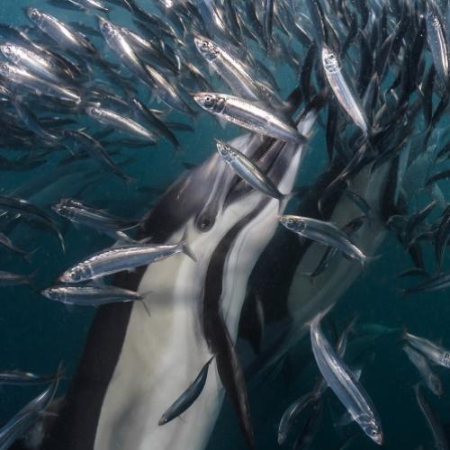 11 imagens espetaculares de animais dentro do mar