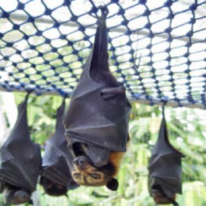 Conheça a Raposa voadora . o maior morcego do mundo