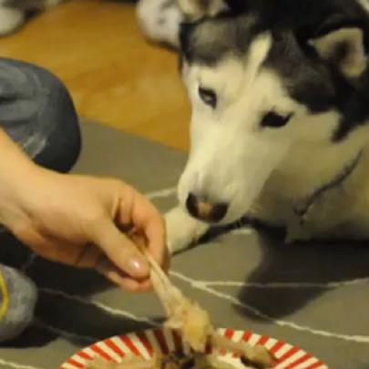 Husky louco por frango