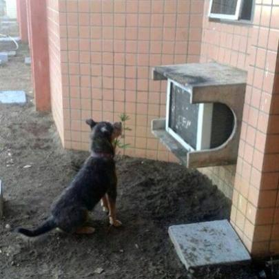 Cão fica 4 dias em frente a hospital esperando pelo dono internado