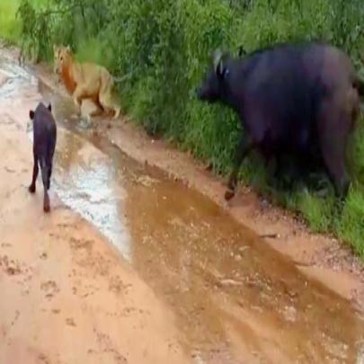  Bebê bufalo é salvo de ataque de leão por sua mãe