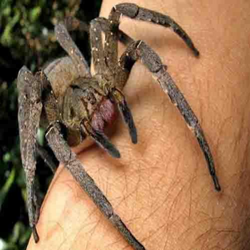 As 11 aranhas mais perigosas do mundo!