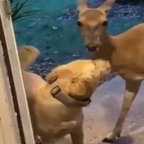 Cachorro sai para passear e volta pra casa com seu novo amigo cervo