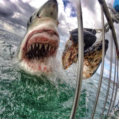 Mergulhadores sobrevivem ao feroz ataque de um tubarão branco