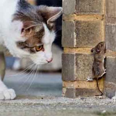 Rato desesperado fotografado em fuga de gato