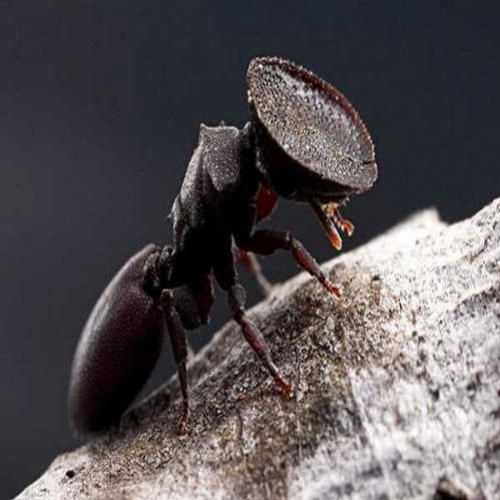 Formigas gladiadoras