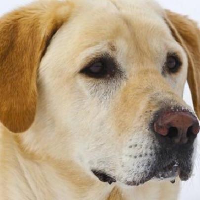 Juiz francês “interroga” um cão como testemunha de um homicídio