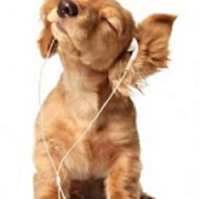 Divertidas Reações de Um Cão ao Ouvir Música (Vídeo)