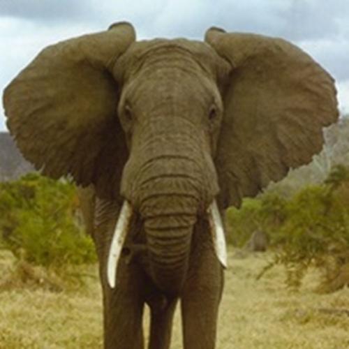 Curiosidades sobre os elefantes que você não sabia 
