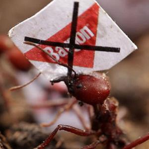Formigas cortadeiras também fazem protesto