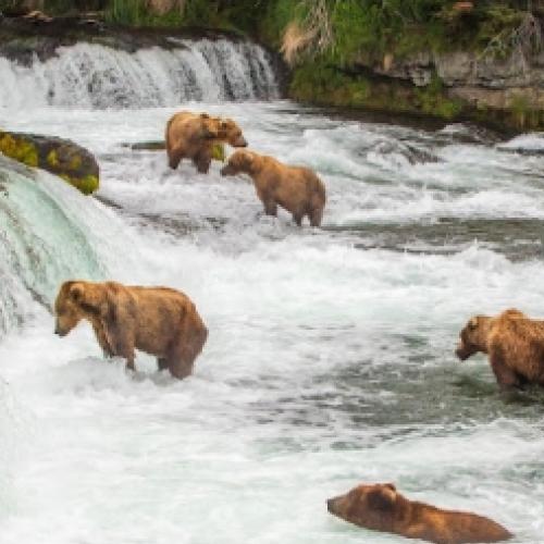 Ursos continuam escorregando ao tentar pegar seus salmões