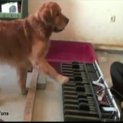 Cão pianista dá o seu recado muito inteligente
