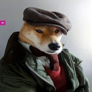 Site usa cachorro como modelo para dar dicas de moda aos homens