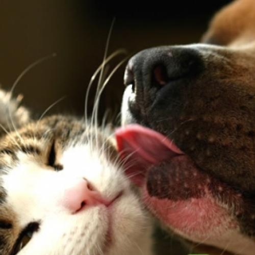 Pesquisa revela diferenças de personalidade entre donos de cães e gato