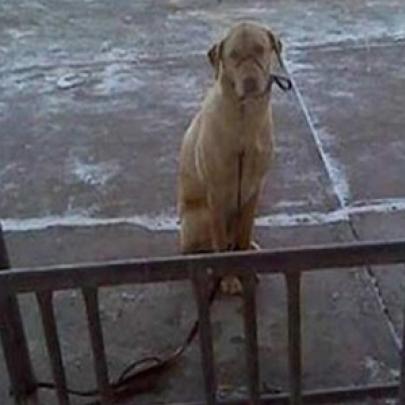 Atitude um homem ao ver um cão passando frio