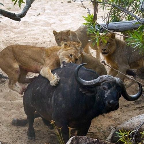 MMA da vida selvagem: búfalo vs leões vs crocodilo