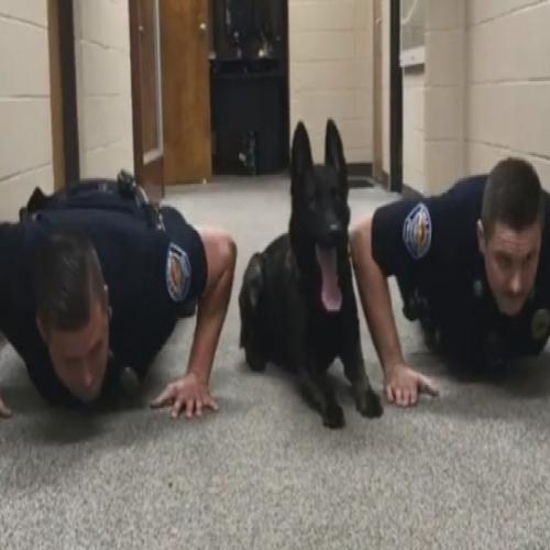 Vídeo de cão policial fazendo flexões com dois oficiais viraliza