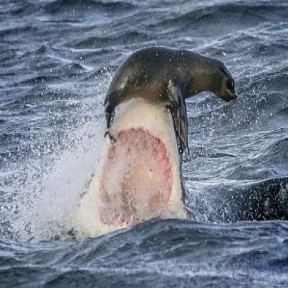Foca se equilibra no focinho do tubarão e escapa da morte