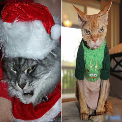 Animais de estimação que NÃO estão em clima de Natal