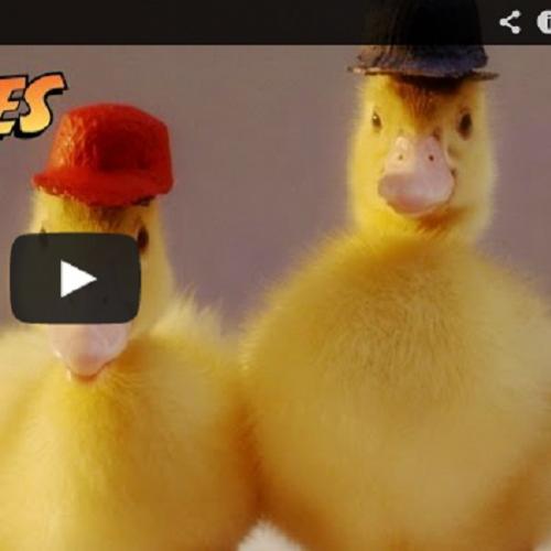 Abertura de Duck Tales com patos de verdade
