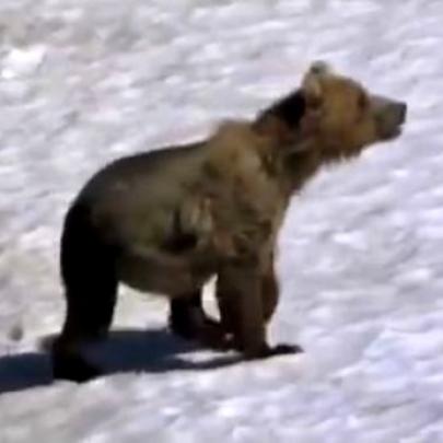 Veja o momento em que um urso pardo sofre ataque cardíaco, e morre