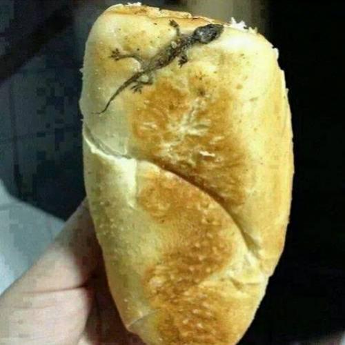 Pão com lagartixa é ideal para...