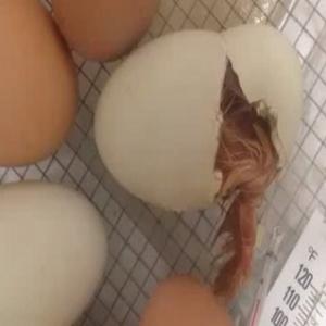 Passarinho saindo de dentro de um ovo