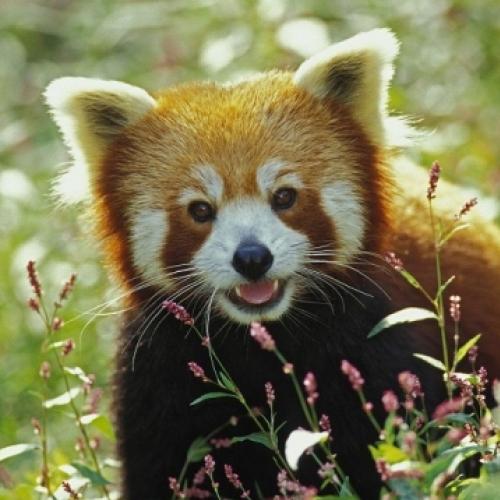 Já viu falar sobre o Panda Vermelho? Conheça esse animal super fofo!
