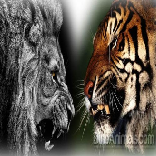 Leão vs Tigre, quem venceria o duelo?