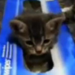 Compilação de vídeo: os gatinhos mais fofos da net