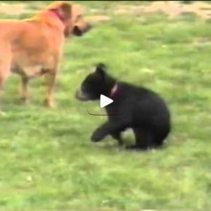 MMA da fofura - Cachorro vs Ursinho negro