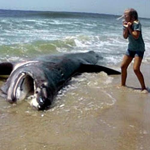 Monstro marinho capturado por pescador