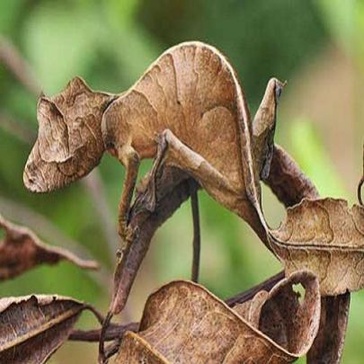 Os mais incríveis animais e insetos que se camuflam muito bem