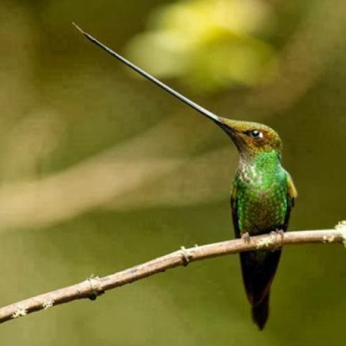 Equilíbrio? Não é problema para o Beija-Flor-Bico-de-Espada