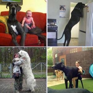 Fotos de cães que são maiores do que você espera