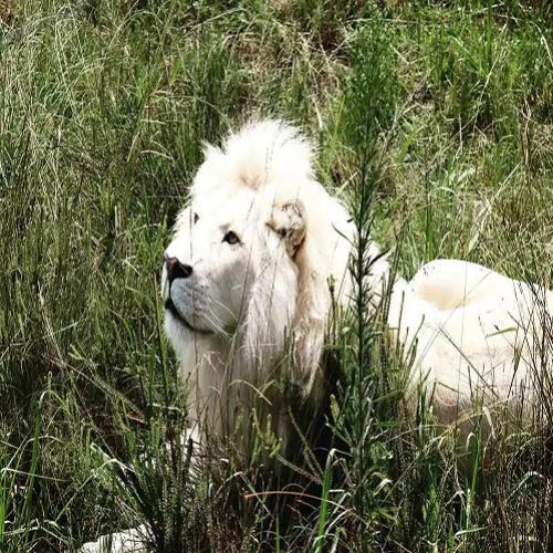 Veja 10 incríveis animais albinos