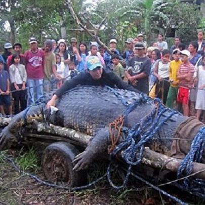 Maior crocodilo do mundo capturado quase foge no meio do povo