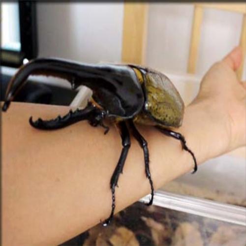 Sim, isto é real,o maior besouro do mundo