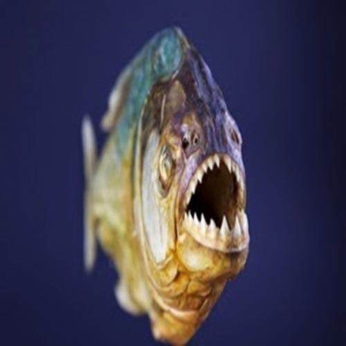 Conheça algumas curiosidades sobre piranha-peixe-carnivoro