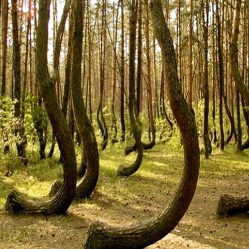 Conheça a floresta assombrada da Romênia e seus mistérios.